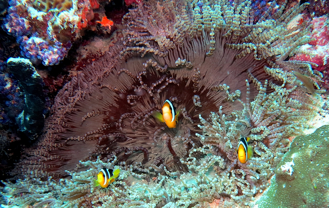 IMG_0853rf_Maldives_Madoogali_Plongee 9_House reef north_Poissons clowns de clark_Amphiprion clarkii.jpg